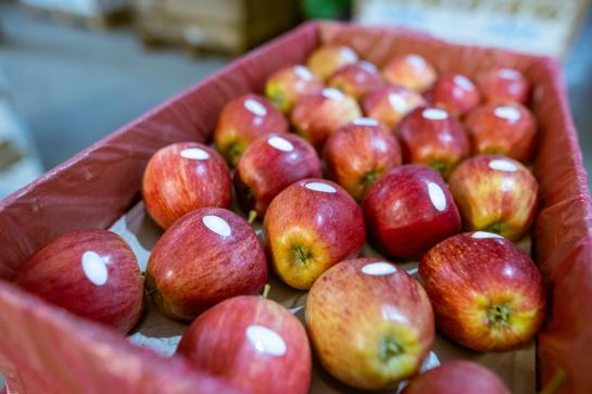 appel fruitsticker gft